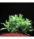 Heteranthera Zosterifolia | Plantas de acuario| Acuario Plantado