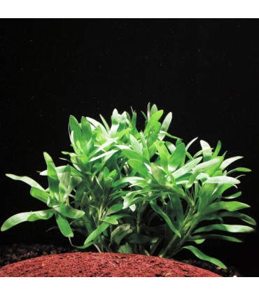 Heteranthera Zosterifolia | Plantas de acuario| Acuario Plantado
