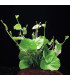 Hydrocotyle Leucocephala | Plantas de acuario| Acuario Plantado