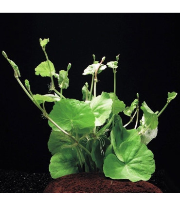 Hydrocotyle Leucocephala | Plantas de acuario| Acuario Plantado