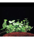 Hydrocotyle Verticillata | Plantas de acuario| Acuario Plantado