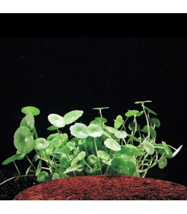 Hydrocotyle Verticillata | Plantas de acuario| Acuario Plantado