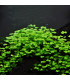 Hydrocotyle Tripartita | Plantas de acuario| Acuario Plantado