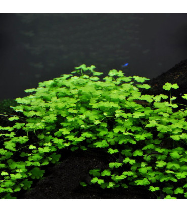 Hydrocotyle Tripartita | Plantas de acuario| Acuario Plantado