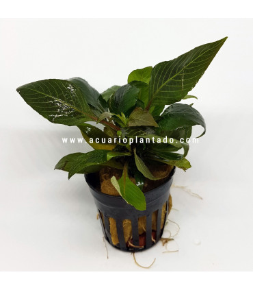 Hygrophila Corymbosa mini | Plantas de acuario| Acuario Plantado