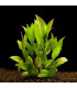 Hygrophila Corymbosa Siamensis | Plantas de acuario| Acuario Plantado