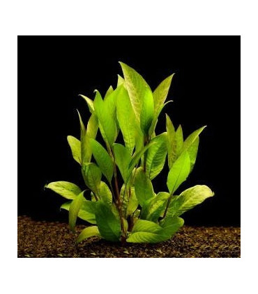 Hygrophila Corymbosa Siamensis | Plantas de acuario| Acuario Plantado
