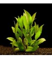 Hygrophila corymbosa "Siamensis"