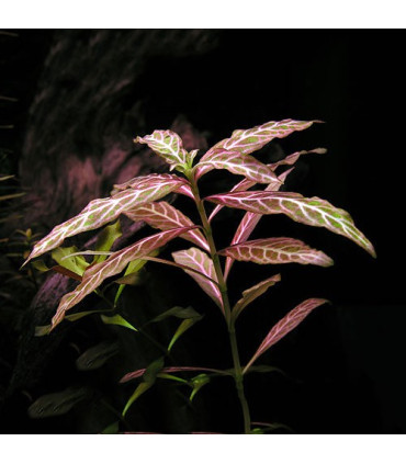 Hygrophila polysperma Rosanervig | Plantas de acuario| Acuario Plantado