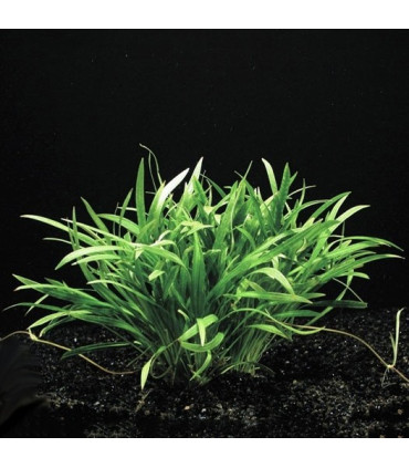 Lilaeopsis novae-zelandiae | Plantas de acuario| Acuario Plantado