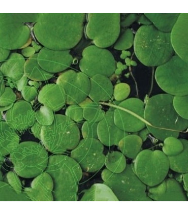 Limnobium laevigatum | Plantas de acuario| Acuario Plantado