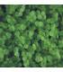 Phyllantus fluitans | Plantas de acuario| Acuario Plantado