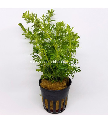 Limnophila sessiliflora Ambulia | Plantas de acuario| Acuario Plantado