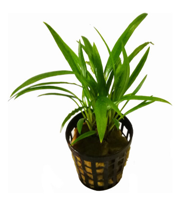 Cryptocoryne costata | Plantas de acuario| Acuario Plantado