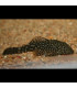 Pez de acuario Ancistrus Sp