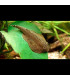 Peces de acuario | Locha ventosa de Borneo