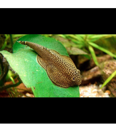Peces de acuario | Locha ventosa de Borneo