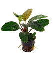 Anubia Barteri Coffefolia