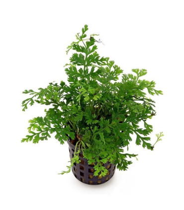 Bolbitis Heteroclita Difformis | Plantas de acuario| Acuario Plantado