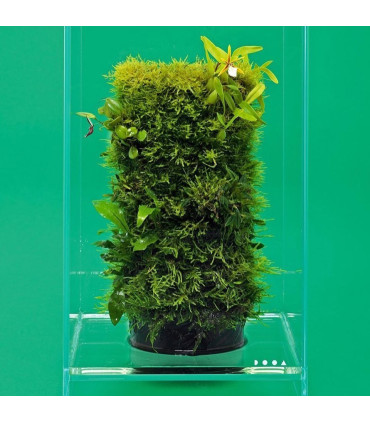 Urna DOOA Neo Glass Air | Terrarios | Acuario Plantado