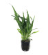 Microsorum Pteropus var. Narrow | Plantas de acuario| Acuario Plantado