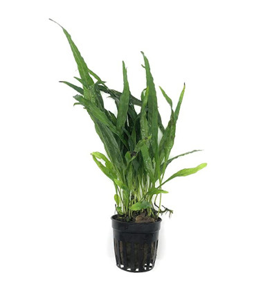 Microsorum Pteropus var. Narrow | Plantas de acuario| Acuario Plantado