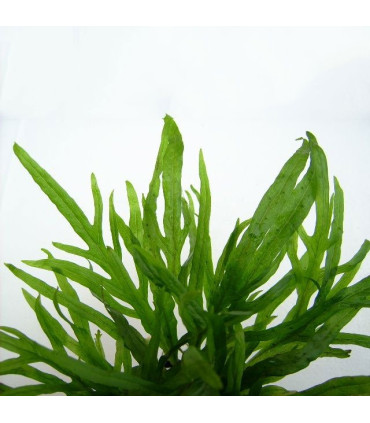 Microsorum Pteropus var. Trident | Plantas de acuario| Acuario Plantado