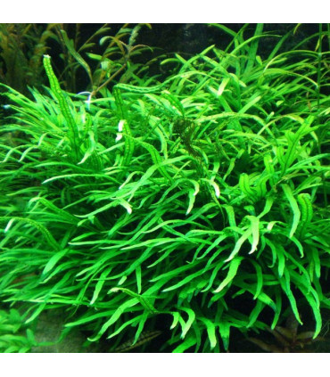 Microsorum Pteropus var. Trident | Plantas de acuario| Acuario Plantado