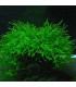 Musgo de java | Plantas de acuario| Acuario Plantado