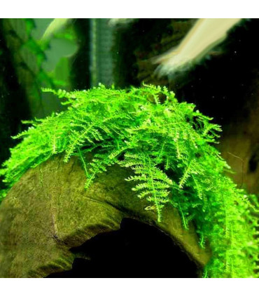 Christmass moss navidad | Musgos de acuario| Acuario Plantado