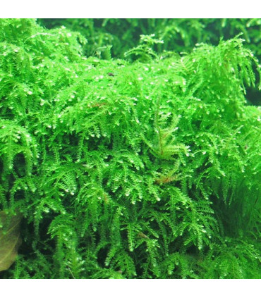 Weeping Moss (Vesicularia ferriei) musgo pendente | Acuario Plantado