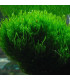 Flame Moss (Taxiphyllum sp.) musgo vertical | Acuario Plantado