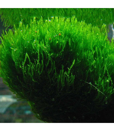 Flame Moss (Taxiphyllum sp.) musgo vertical | Acuario Plantado