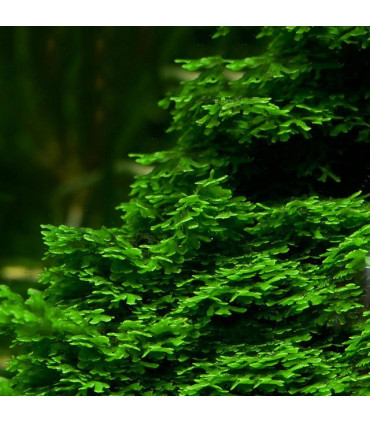Monosolenium Pellia (Monosolenium tenerum) sem CO2 | Acuario Plantado
