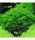 Monosolenium Pellia (Monosolenium tenerum) sem CO2 | Acuario Plantado