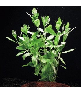 Hygrophila polysperma