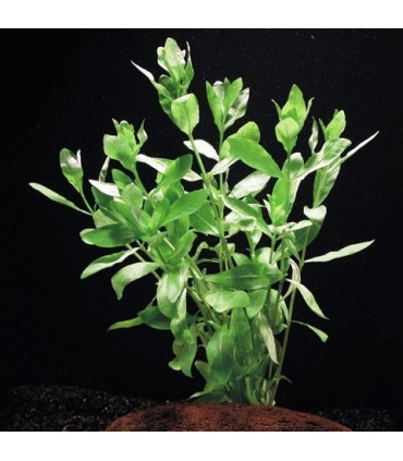 Hygrophila Polysperma | Plantas de acuario| Acuario Plantado