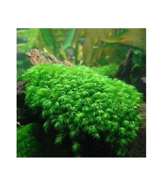 Musgo para Acuario | Acuario Plantado