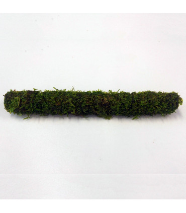 Palo de bamboo con musgo de java | Plantas de acuario| Acuario Plantado