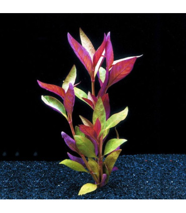 Alternanthera Reinickii | Plantas de acuario| Acuario Plantado