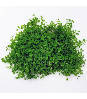 Micranthemum Monte Carlo en malla | Plantas de acuario| Acuario Plantado