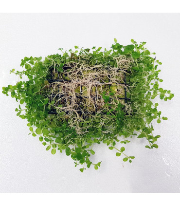 Micranthemum Monte Carlo en malla | Plantas de acuario| Acuario Plantado