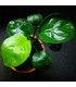 Anubia Golden Coin | Plantas de acuario| Acuario Plantado