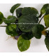 Anubia Golden Coin | Plantas de acuario| Acuario Plantado