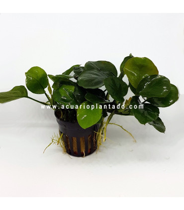 Anubia Golden Coin | Plantas de acuario| Acuario Plantado