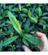 Anubia Kruising  | Plantas de acuario| Acuario Plantado