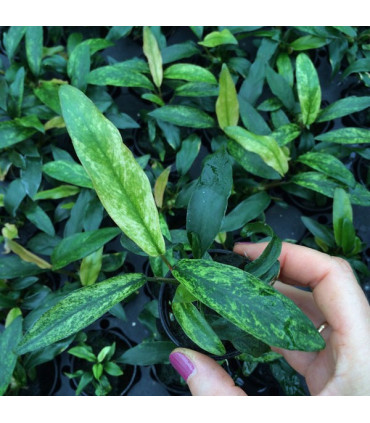 Anubia Kruising  | Plantas de acuario| Acuario Plantado