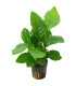 Anubia Heterophylla | Plantas de acuario| Acuario Plantado