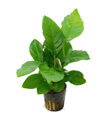 Anubia Heterophylla | Plantas de acuario| Acuario Plantado