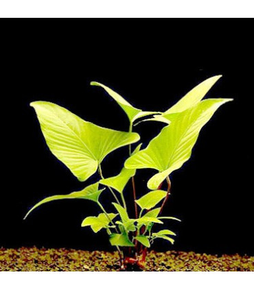 Anubia Hastifolia | Plantas de acuario| Acuario Plantado